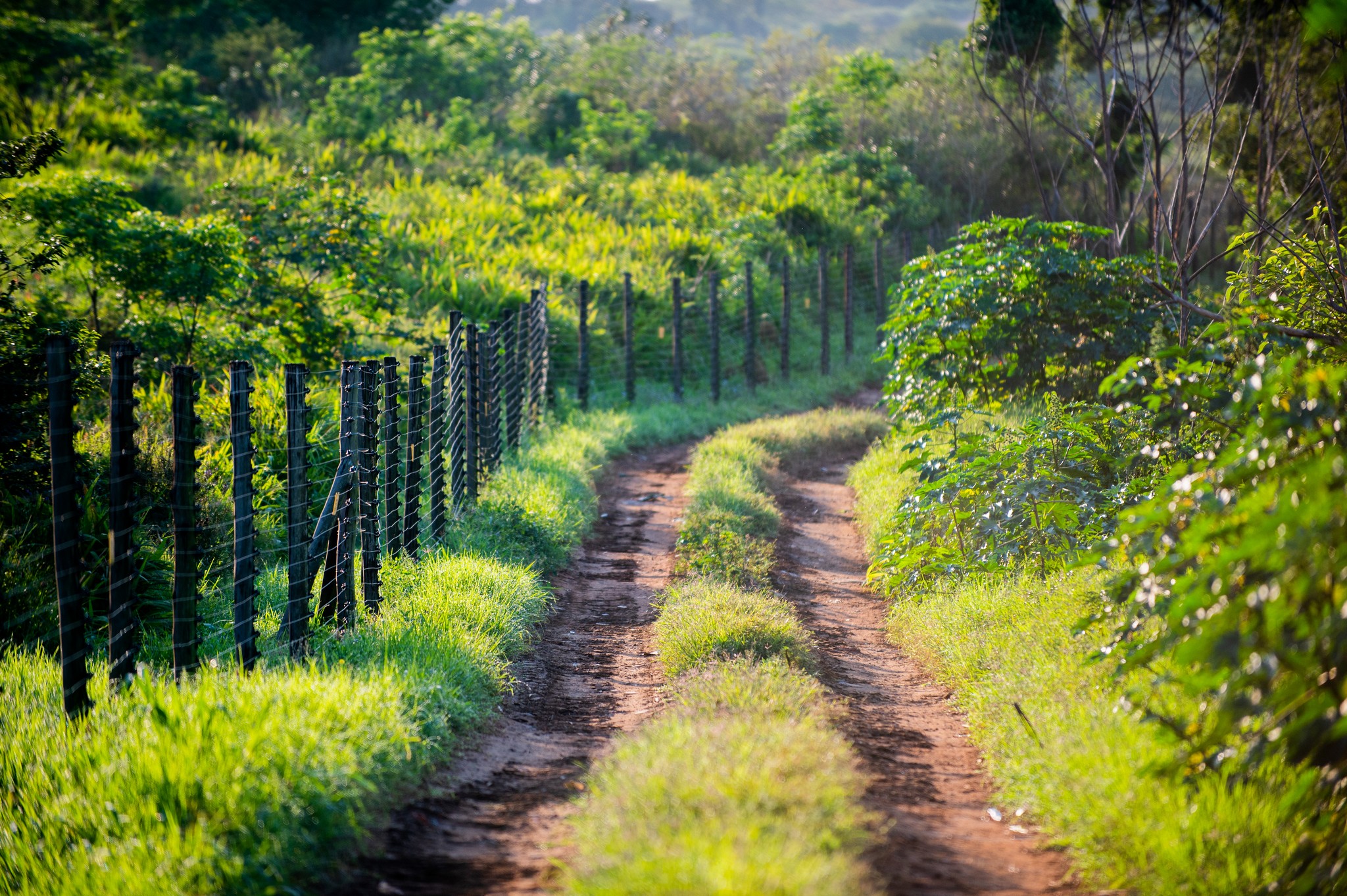 A lush walking trail through Lalela Estate